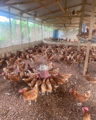 Poultry